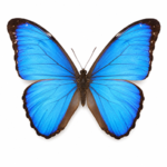 Morpho Butterfly Specimens