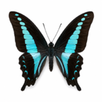Graphium Sarpedon Specimens