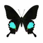 Papilio Paris Peacock