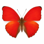 Sangria Butterfly Specimen
