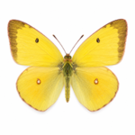 Sulphur Butterfly Specimens