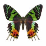 Sunset Moth Specimens